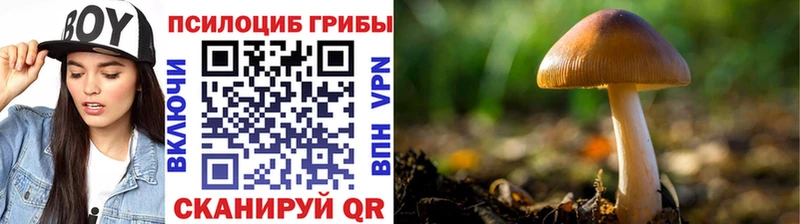 hydra как зайти  Тара  Псилоцибиновые грибы мицелий 
